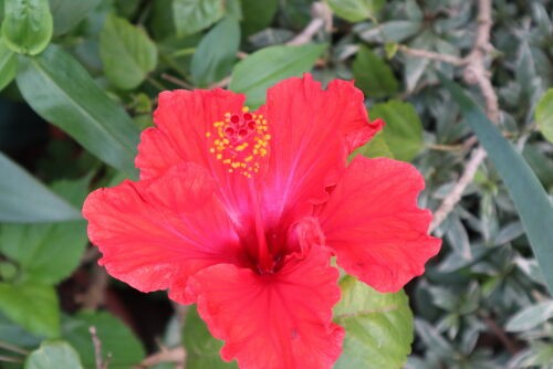 ハイビスカスの季節だが・・・ : Alex's Garden Party♪