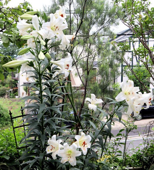 豪華に楽しむカサブランカ : Alex's Garden Party♪