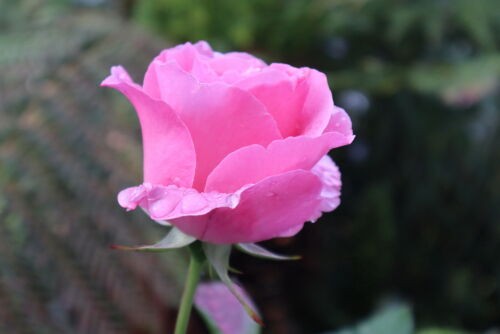 Alexの「お薦めの植物シリーズ」は、K. 薔薇 1、クィーンエリザベス