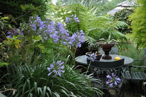 我が家のアガパンサスの軌跡 : Alex's Garden Party♪