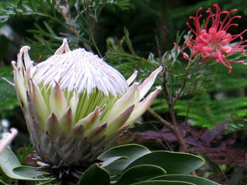 キングプロテア Alex S Garden Party