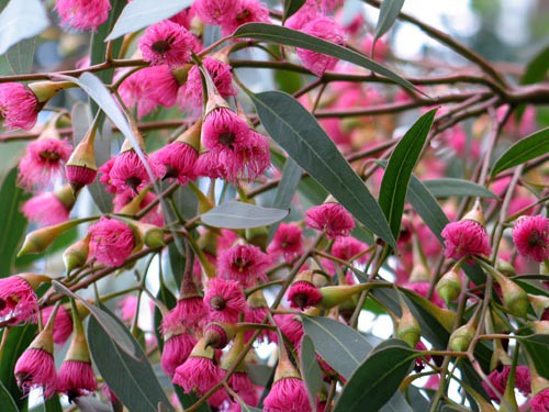 ２００７年総集編 オーストラリアの花 Alex S Garden Party