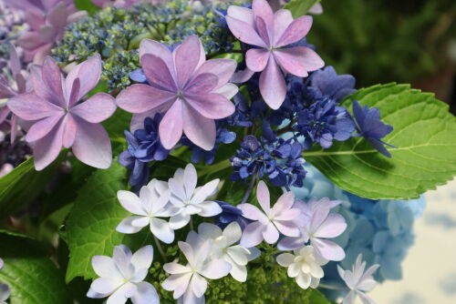 紫陽花の挿し木苗の鉢上げ : Alex's Garden Party♪