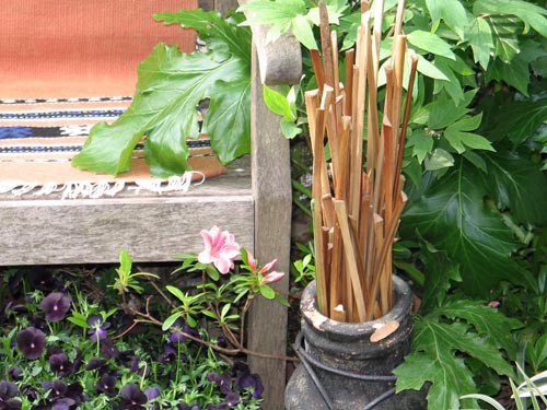 格闘技系スポーツガーデニング Alex S Garden Party