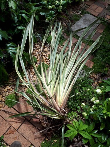 ニューサイラン」スタイリッシュな植栽に不可欠な葉物【オージー