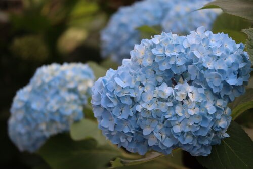 『弾む紫陽花』 公式】SANYO on X