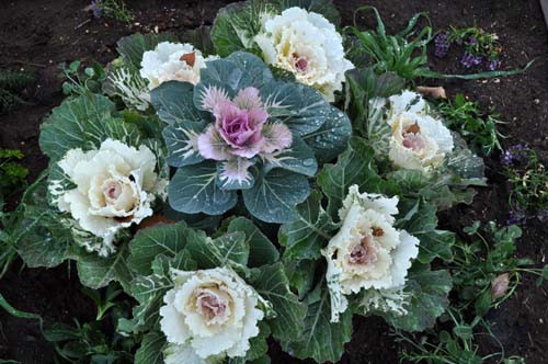 Parsleyを花壇に Alex S Garden Party