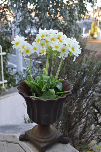 ガーデンプリムラ Alex S Garden Party