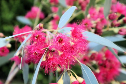 ユーカリの花が見られる植物園 : Alex's Garden Party♪