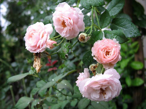 ヘリテージ：薔薇の王子様じゃなくてオジサマを目指して♪ vol8