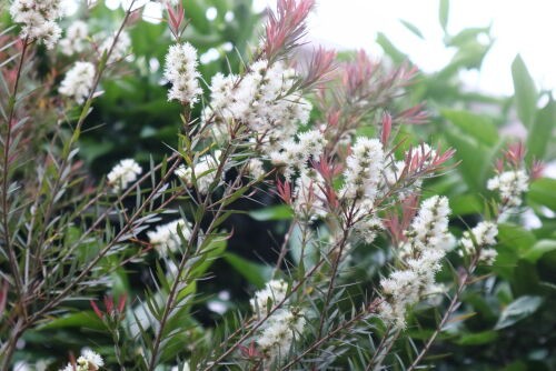 Alexの「お薦めの植物シリーズ」今日は、A.オージープランツ