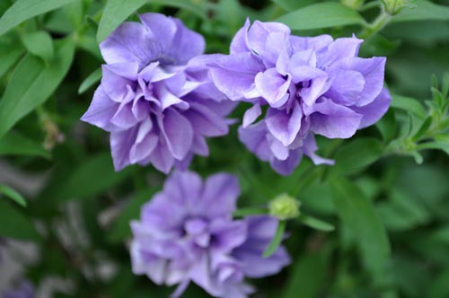 夏の花 ５ ペチュニアブルー系 Alex S Garden Party