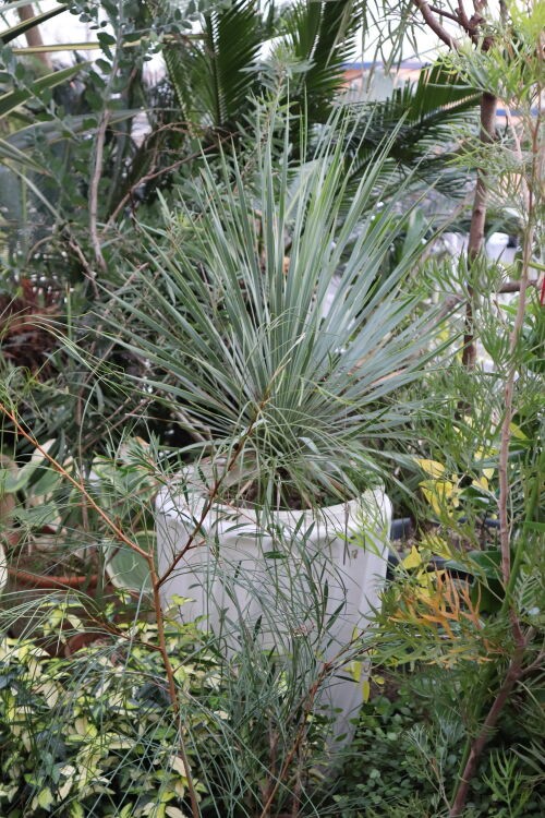 ユッカ・ロストラータ・・The Best 100 Plants in Alex's Gard