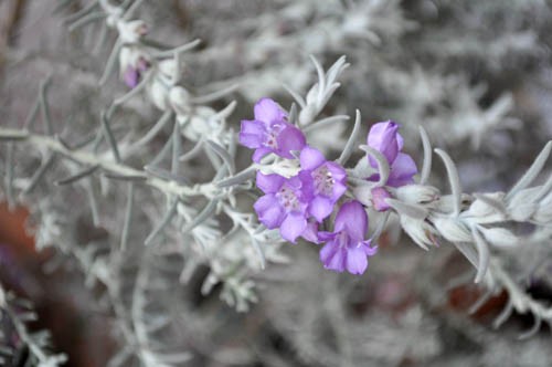 ようやく咲き出したエレモフィラ・ニベア : Alex's Garden Party♪
