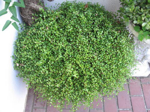 魅力あるニュージーランドの植物 Alex S Garden Party
