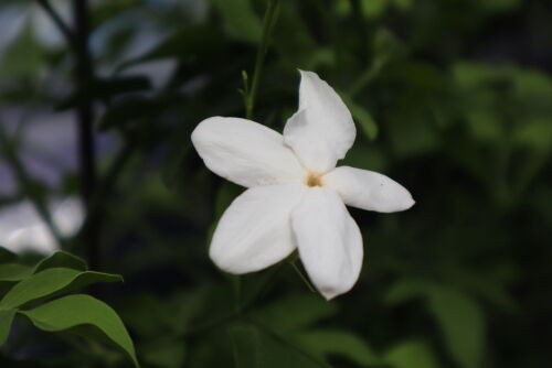 O ❤ジャスミン❤　3.28撮影☘️　抜き苗です O ❤ジャスミン❤ 3.28撮影☘️ 抜き苗です