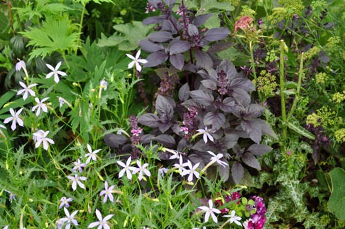 銅葉バジル Alex S Garden Party