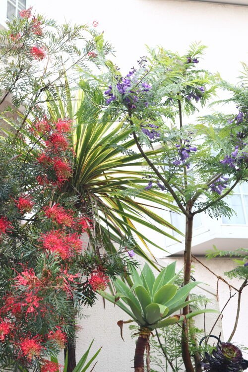 ぴ*ろ様 ジャカランダ ジャカランダ・・・The Best 100 Plants in Alex's Garden : Alex's