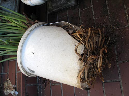 怪力ストレリチア Alex S Garden Party