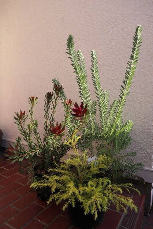 リューカデンドロン・レッド・デビル : Alex's Garden Party♪