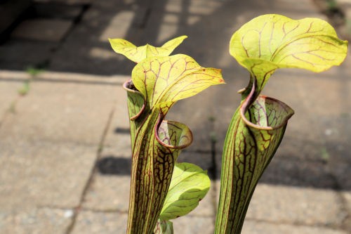 マニアックな食虫植物 : Alex's Garden Party♪