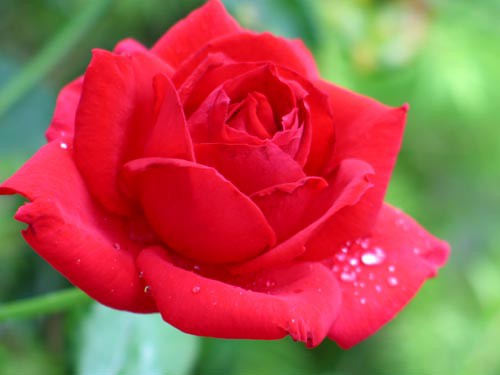 竹と薔薇の庭 : Alex's Garden Party♪