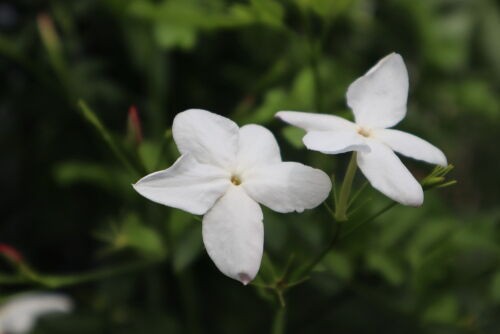 ジャスミン・ホワイトプリンセス/Jasminum polyanthum : Alex's Garden
