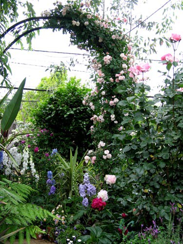 朝日にムーンライト そしてコーネリア Alex S Garden Party