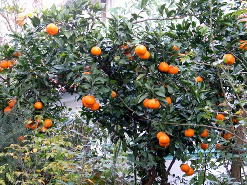 ミカンの木・・我が家の庭木（18） : Alex's Garden Party♪