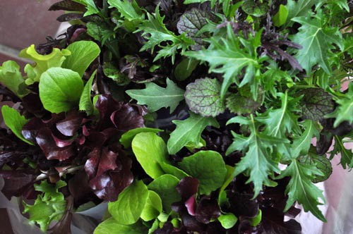 寄せ植えに野菜を Alex S Garden Party 寄せ植えに野菜を Alex S Garden Party