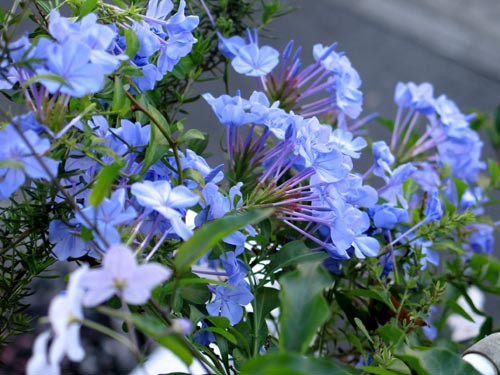 秋の青空と青色の花 Alex S Garden Party