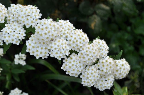 コデマリ 我が家の庭木 43 Alex S Garden Party コデマリ 我が家の庭木 43 Alex S Garden Party