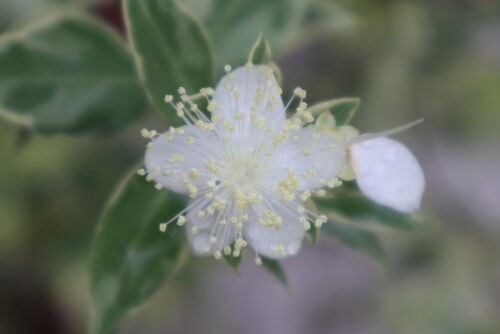 ギンバイカ マートル の花 Alex S Garden Party