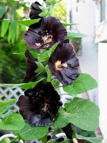 男の美学 黒花 Alex S Garden Party