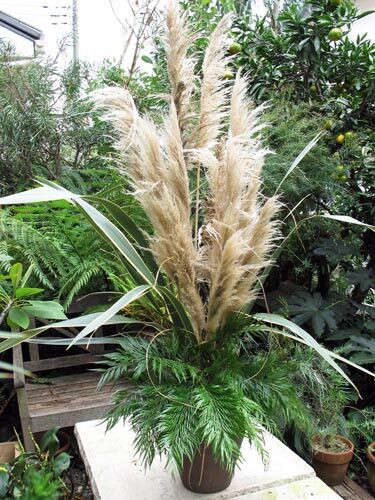 思い出の花・・パンパスグラス : Alex's Garden Party♪