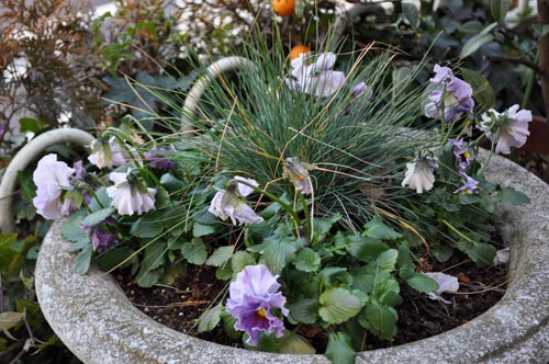 寒さに強いネメシア！ : Alex's Garden Party♪