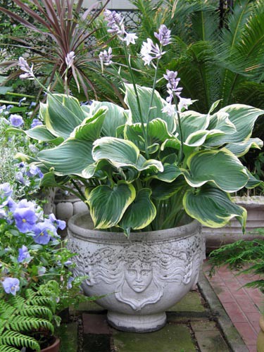 ホスタ・・・The Best 100 Plants in Alex's Gar・・・ : Alex's