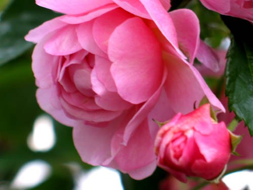 朝日にムーンライト そしてコーネリア Alex S Garden Party