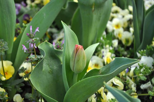 グラデーション花壇 Alex S Garden Party