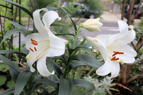 CA4LA ★カサブランカ ホワイト 生花】カサブランカ(4-5輪程度)高知県ほか【OR-13】(年末価格) - 花材