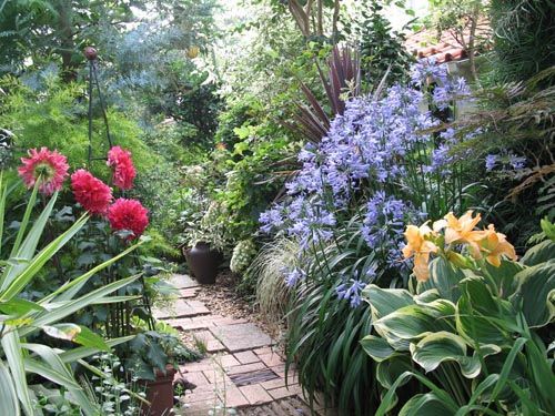 アガパンサス・・・The Best 100 Plants in Alex's Garden : Alex's