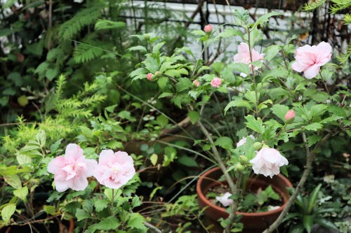 シャロン ローズ ムクゲ Alex S Garden Party