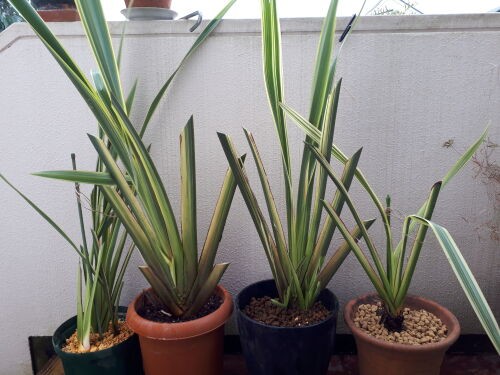 楽しいニューサイランの株分け Vol.2 : Alex's Garden Party♪