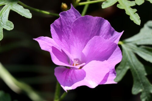 今朝、咲いた花 : Alex's Garden Party♪