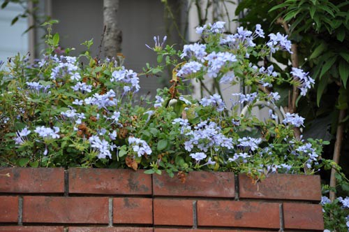 ルリマツリ・・・我が家の庭木（29） : Alex's Garden Party♪