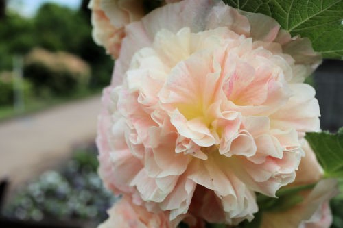 ホリホック Alex S Garden Party ホリホック Alex S Garden Party