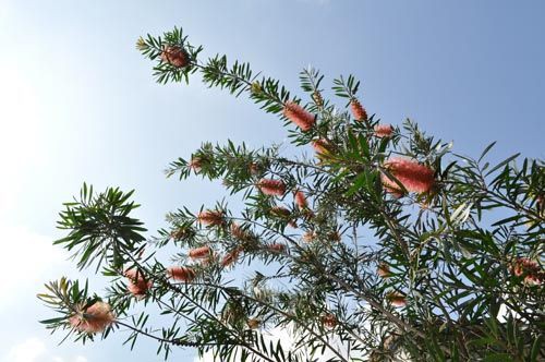 カリステモン ピンクシャンパン | 鉢植え低木 - 植木農家のお店