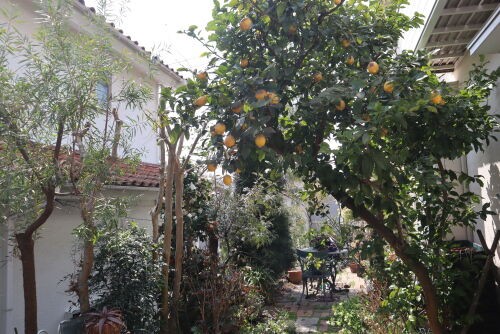 樹齢30年のレモンを伐採 : Alex's Garden Party♪