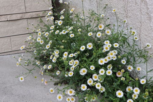 Alexの お薦めの植物シリーズ今日は B 春の草花 ９ エリゲロン Alex S Garden Party