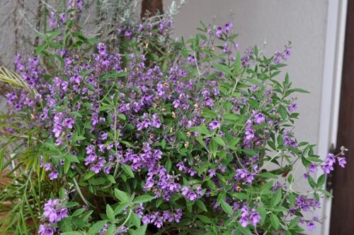 ミントブッシュ 我が家の庭木 ５６ Alex S Garden Party